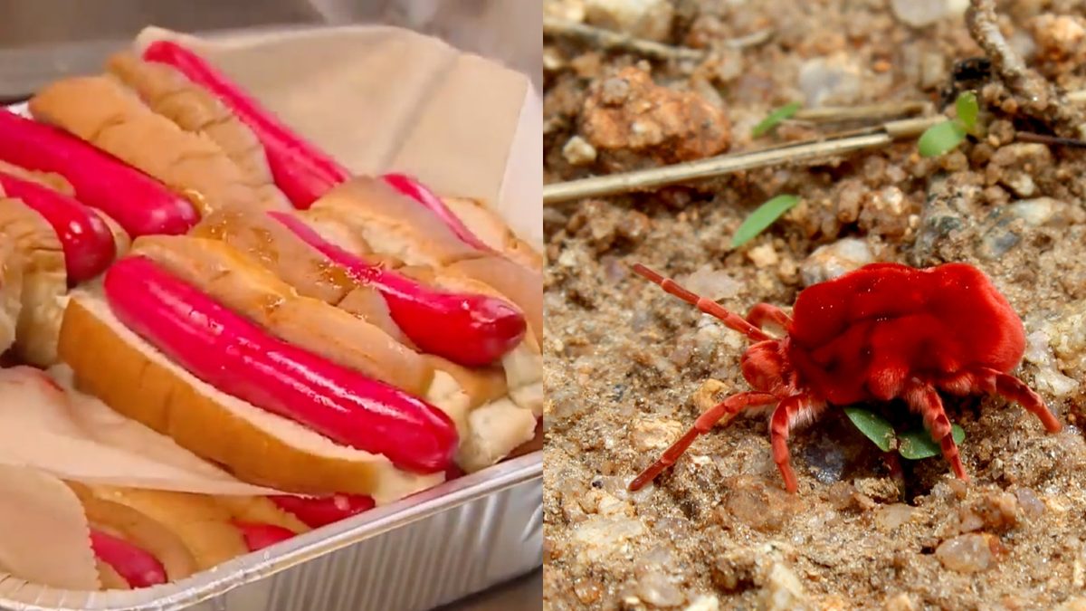 Hot dog company swaps banned red dye for coloring made from insects