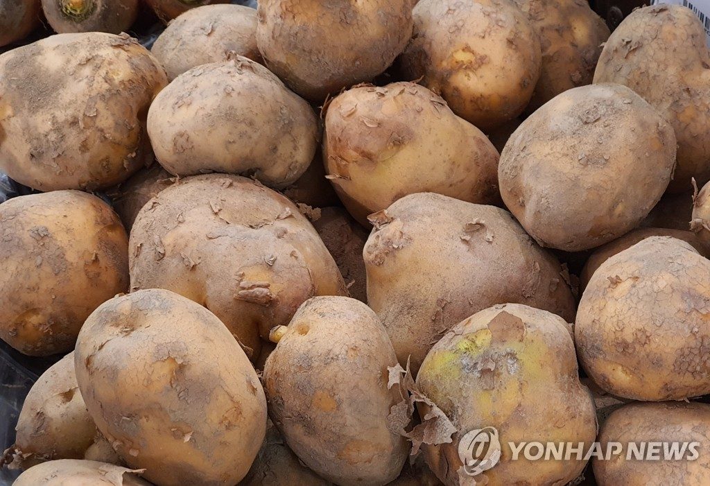 기상 여건 호조에 봄 감자 생산량 5천t 증가한 36만1천t