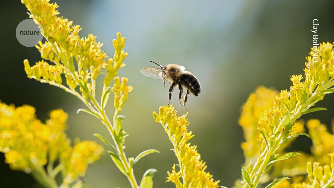 Bumblebees don’t mind a little plastic in their honeypots