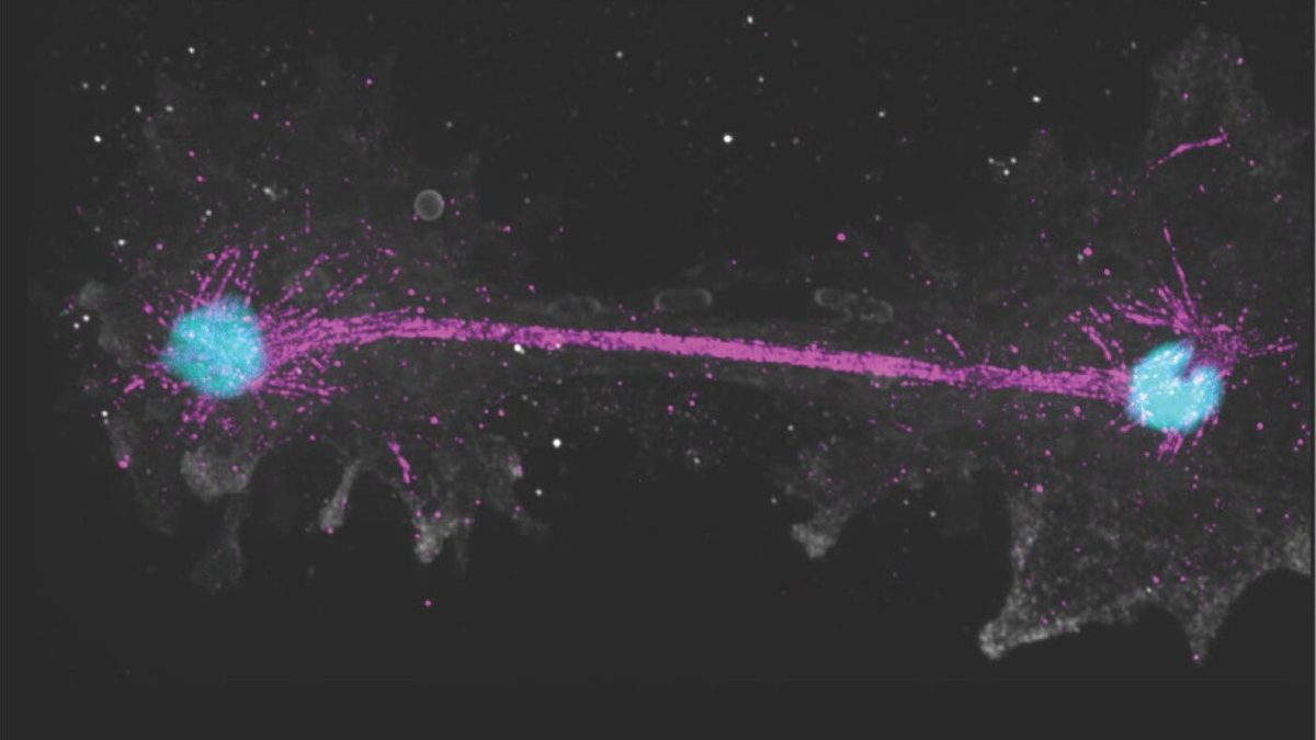 This 'fire amoeba' pushes the limit of what's possible for complex life
