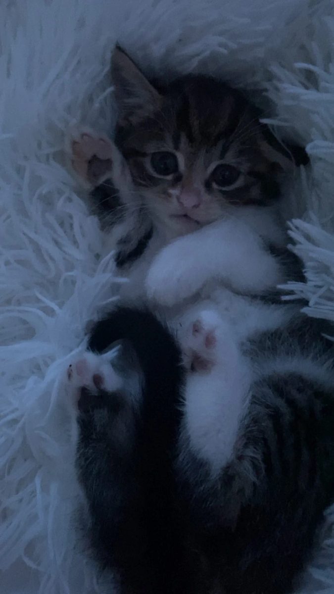 I miss my kitty