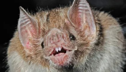 Where Did Bats Originate? Huge Genetic Study May Have Settled the Longstanding Debate and Rewritten the Creatures' Evol…
