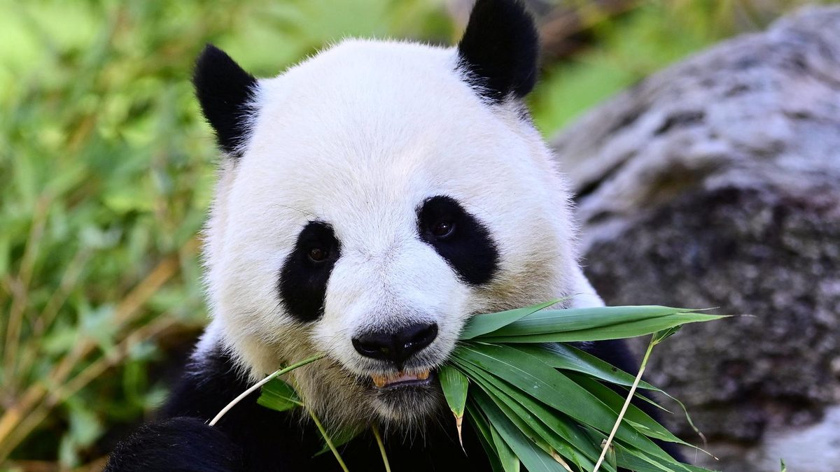 Deux pandas géants de Chine sont arrivés aux États-Unis, et c’est loin d’être anecdotique