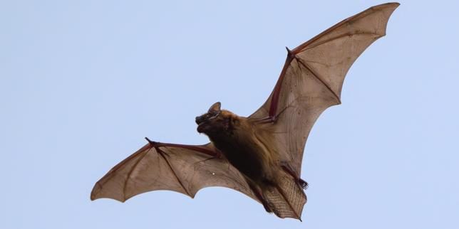 Les chauves-souris en ordre de bataille pour alimenter la recherche scientifique