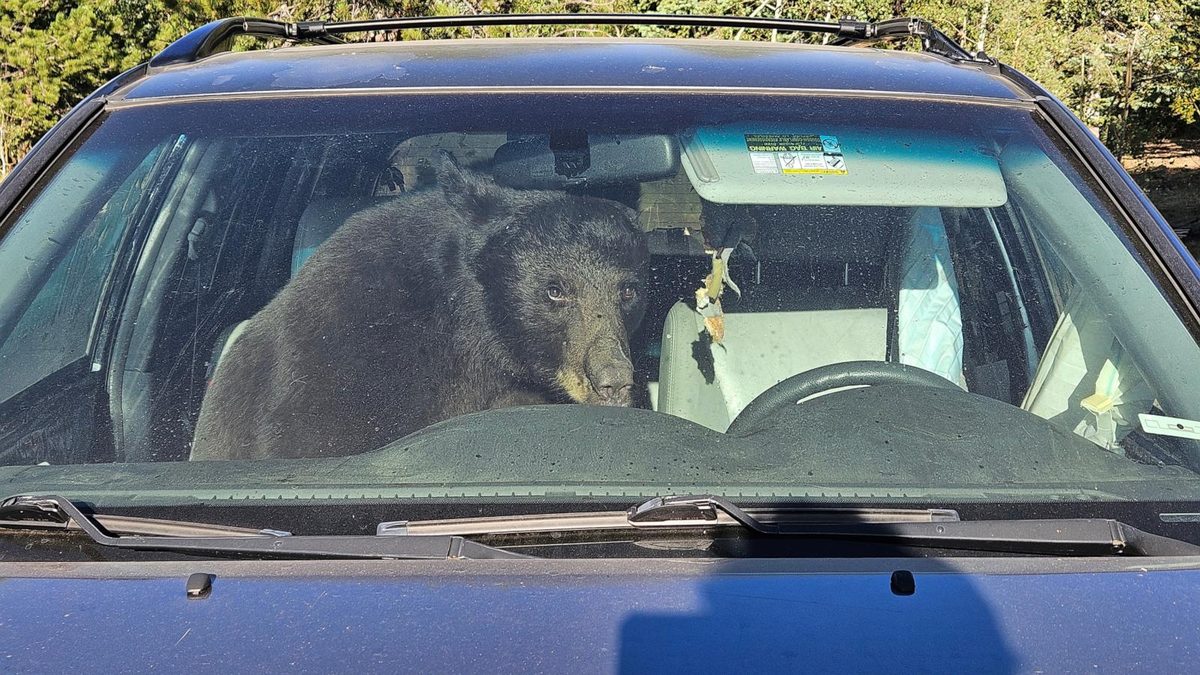 Parched summer in Rockies sends bears into urban areas and confrontations with people