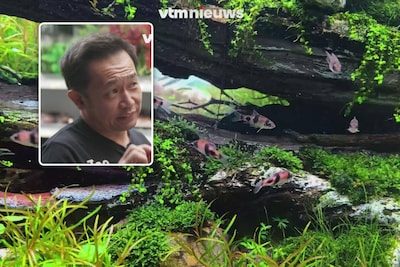 Geen gewoon aquarium, maar een waar kunstwerk: wereldkampioen aquascaping bouwt prachtige Japanse rotsentuin in Sint-Ni…