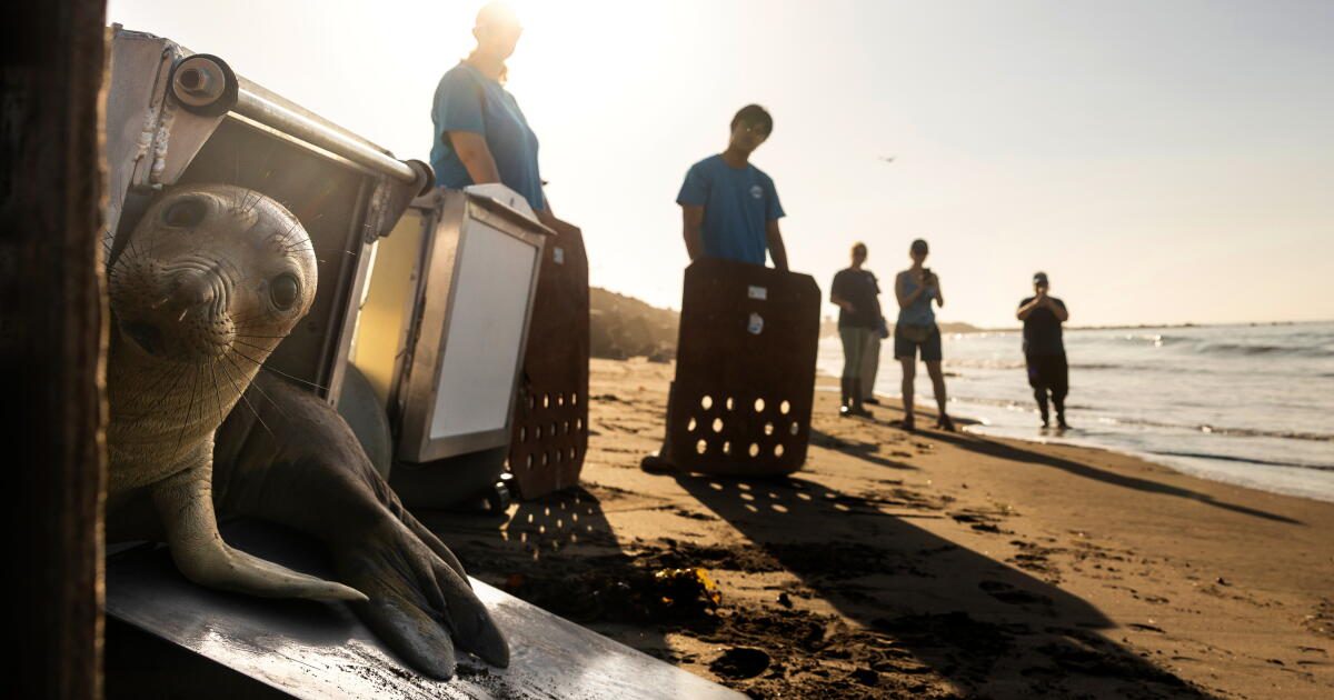 El Niño could bring waves of starving sea lion pups to California beaches. It's happened before