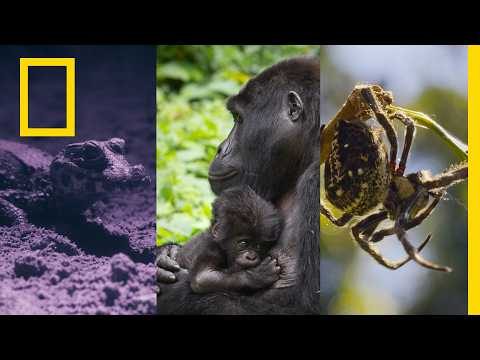 que impacto, natureza selvagem da África nos encanta tanto!