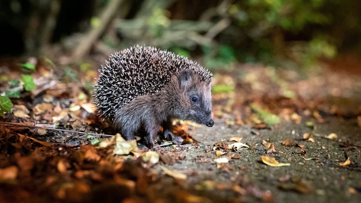Wann ein Tier Hilfe braucht - Igel im Garten gefunden – Das sollten Sie tun