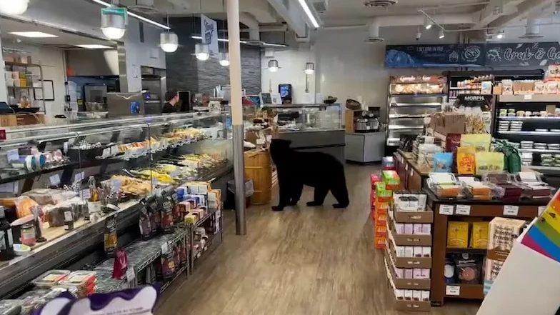 Na branden en droogte zoeken beren in Canada tot in de supermarkt naar eten