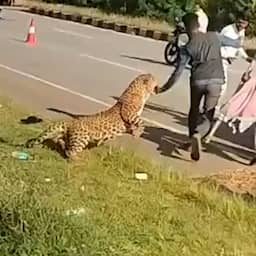 Video | Luipaard valt boswachter aan tijdens reddingsactie in India