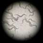 Worm experiments reveal how epigenetic effects persist across generations