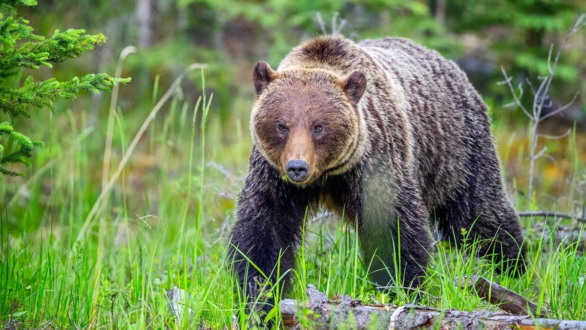Two massive Alaskan brown bears fight over prime fishing spot at Lake Clark National Park