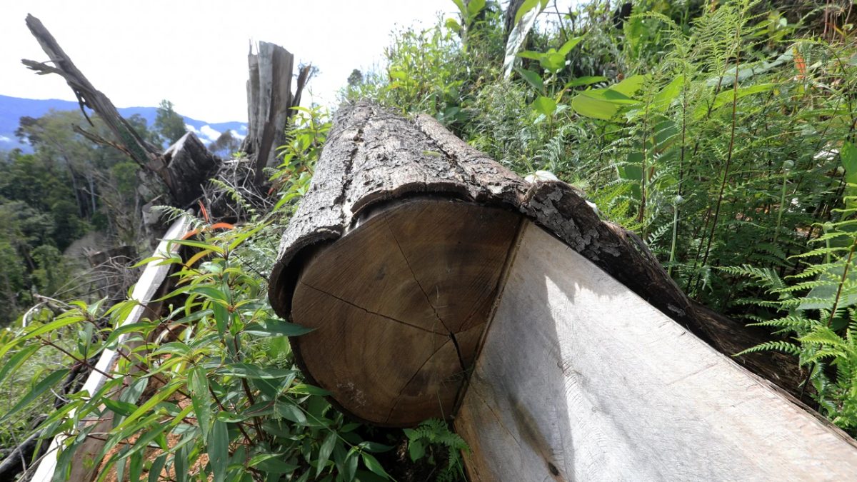 Ontbossing Papua raakt bevolking keihard, oerbos moet wijken voor palmolie