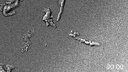 Meet the 'Fire Amoeba,' a Newfound Blobby Organism That's Defying Expectations About How Much Heat Complex Life Can Han…