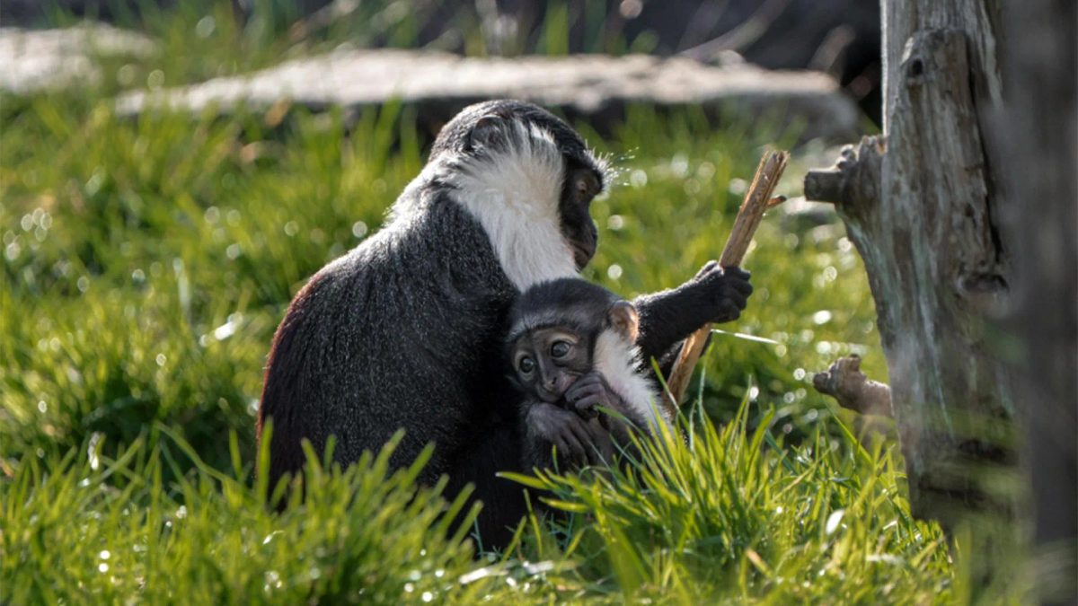 Doctors saved this rare monkey from amputation. Months later, she gave birth