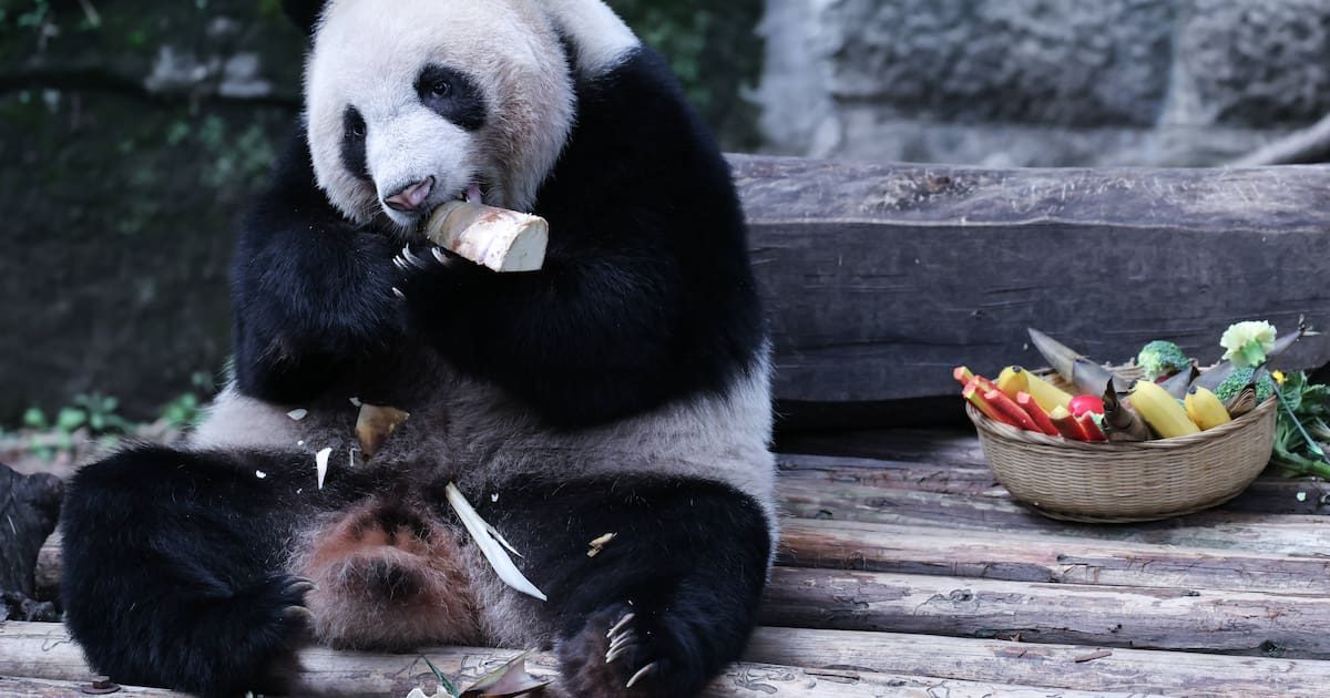 Avec les pandas Ping Ping et Fu Shuang, la diplomatie au poil de la Chine