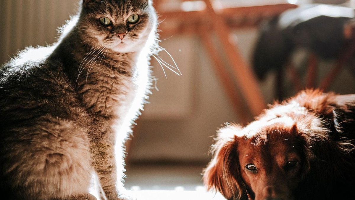 Come avere una casa pulita quando si hanno degli animali in 3 mosse