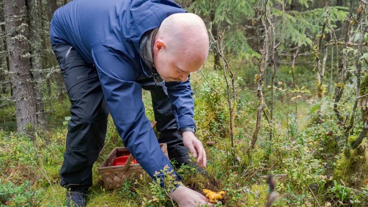 [Ekstra] Vibbekodet et digitalt bær- og soppkart