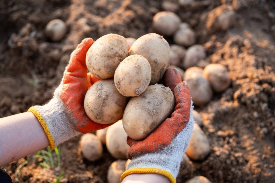 Kartoflomat podbija Podlasie. Zaskakujący pomysł 17-letniego rolnika