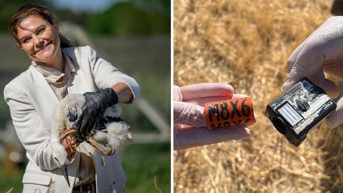 Kronprinsessan Victorias skånska stork död i Turkiet