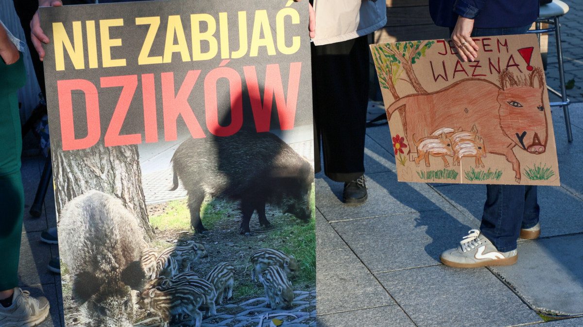 Chcieli chronić dziki, a padł ranny łoś. Ostry spór leśników z aktywistami
