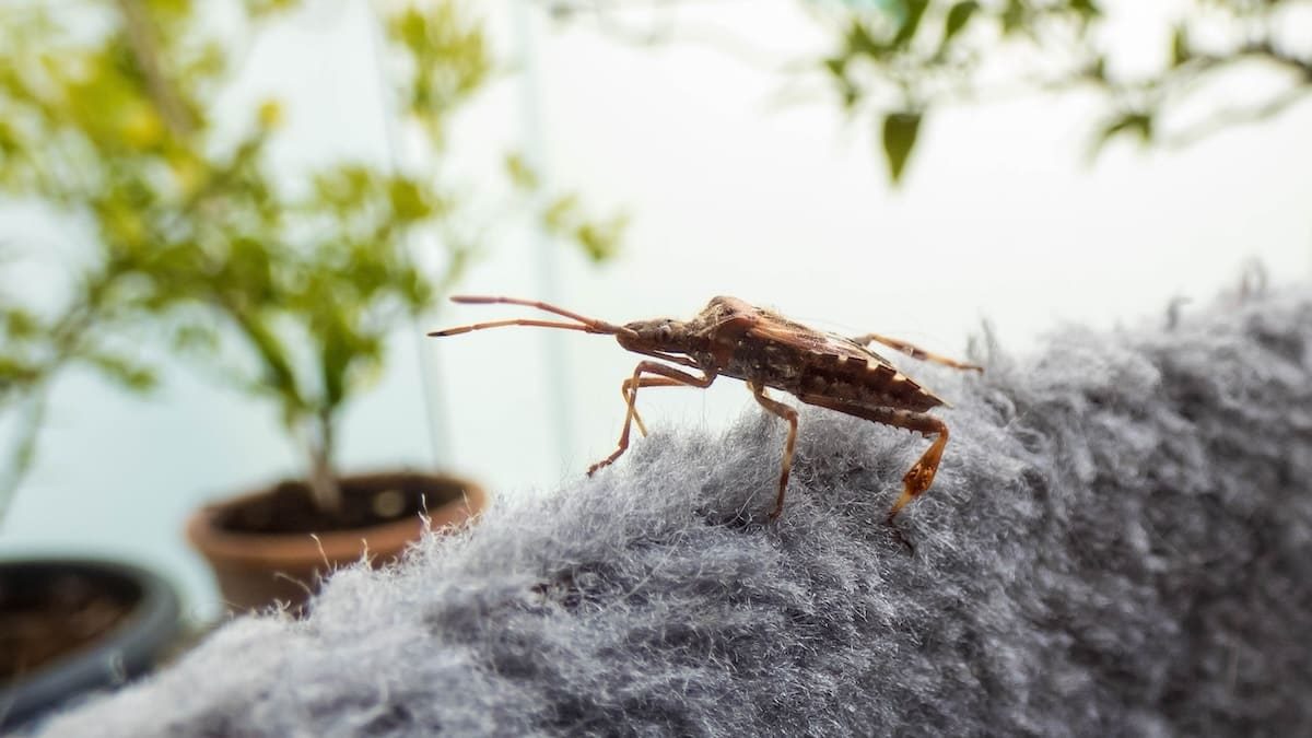 Herbst-Ansturm - Warum jetzt überall Stinkwanzen lauern