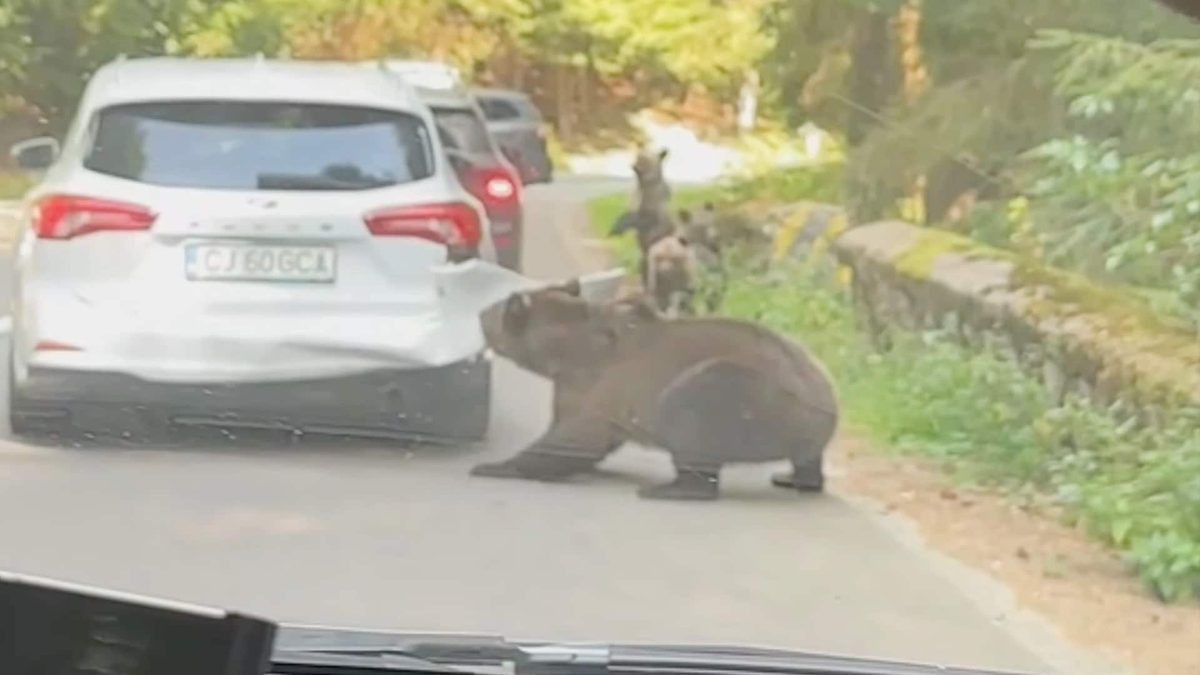 Går løs på bilen