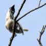 Biologists may have discovered two of the world's loudest birds