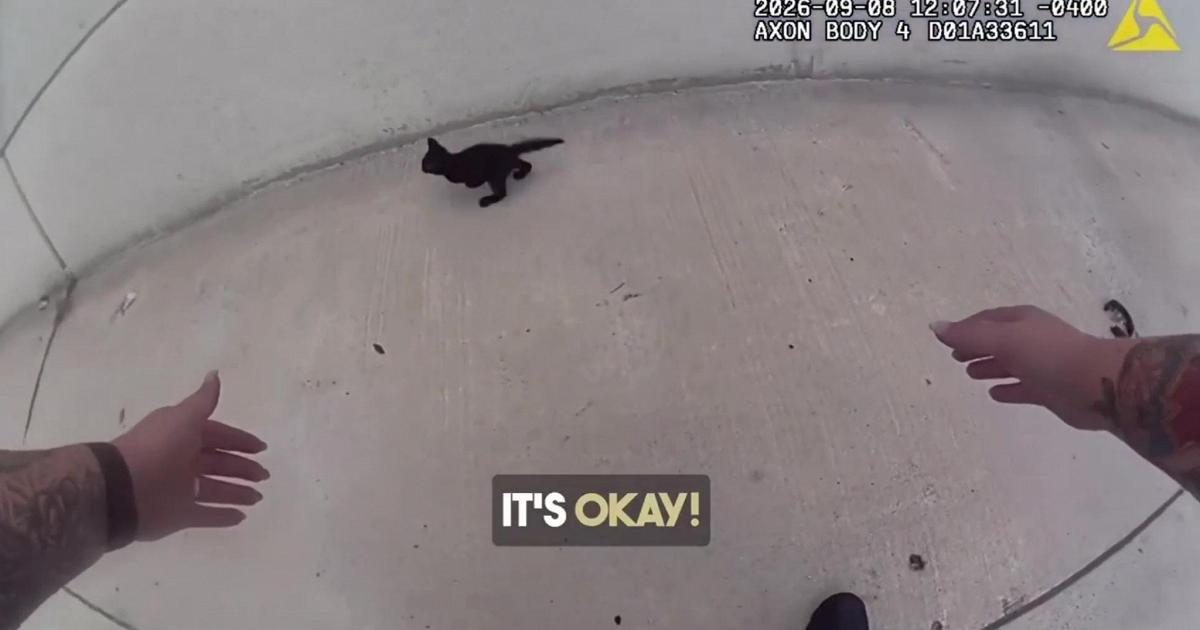 Gattino di 5 settimane salvato miracolosamente dal traffico su un'affollata autostrada della Florida