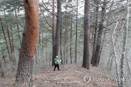 1천284만그루 금강송 지켜라…경북 울진 '재선충병과 전쟁'