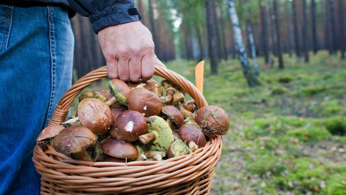 Mal viel, mal erschreckend wenig - Warum ist die Pilz-Ausbeute diesmal so unterschiedlich?