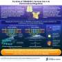 The molecular mechanism that regulates TMEM63B lipid scrambling