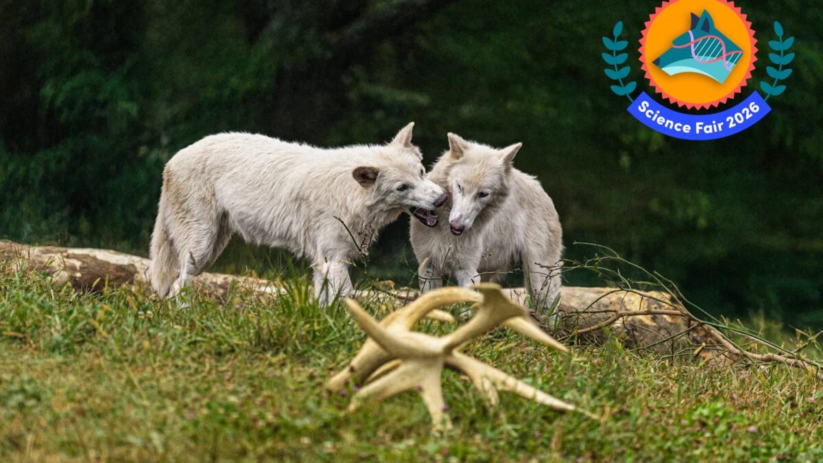 This Gene-Tech Is More Impressive Than the Extinct Dire Wolves It Created. Here’s Why