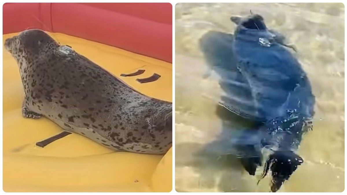 “Ha sviluppato un’associazione tra l’uomo e la sicurezza”: la storia di Nana, la foca che non riesce a staccarsi dagli…