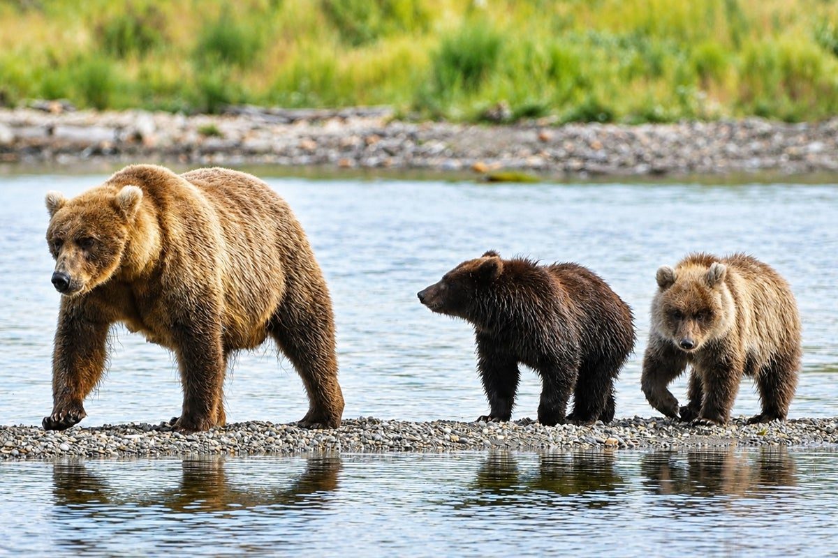 Fat Bear Week 2026 is here and a fan favorite is back: Here’s how to vote