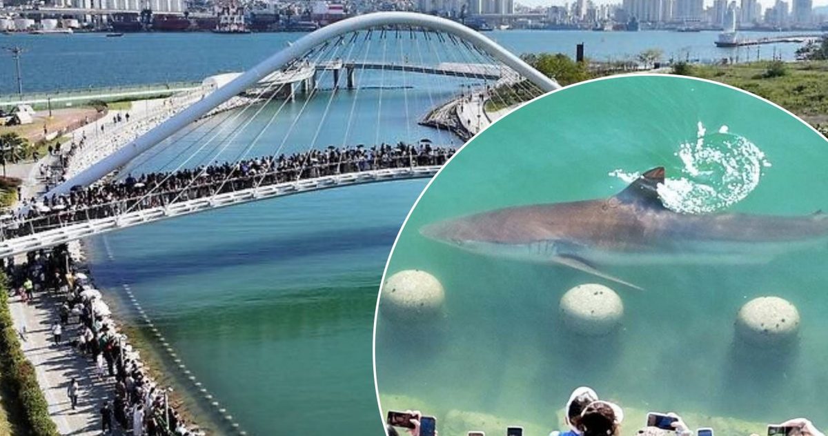 Sharkfluencer w wielkim mieście. Uhonorowali trzymetrowego żarłacza