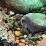 An endangered frog nursery in LA cares for hundreds of tadpoles until they're ready for the wild