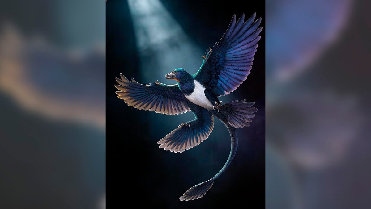 Una nueva especie de dinosaurio plumífero sugiere que distintas especies conquistaron el vuelo por separado