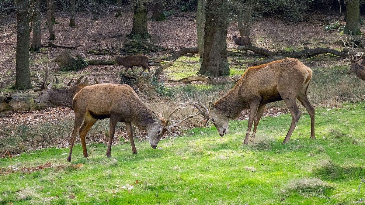 Bucks go toe-to-toe in man's yard, manage to avoid his truck & boat during antler-locking combat