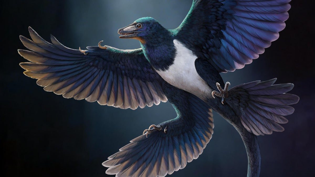 Fossilfynd av fjäderklädd dinosaurie