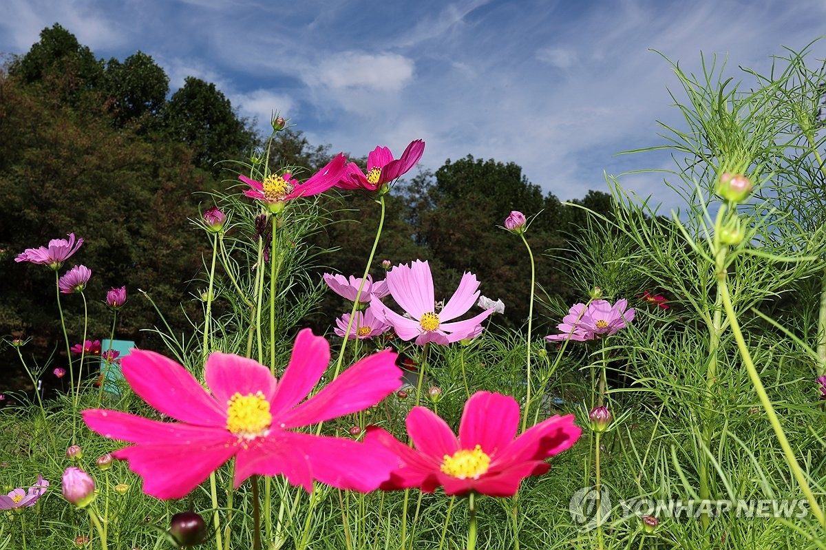 일교차 큰 가을 날씨…대기질은 청정