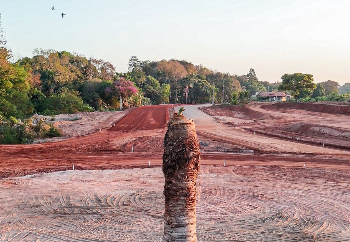 Obra de pavimentação de rotatória é adiada após ninho de pássaro ser encontrado em árvore no TO