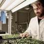 Protein signaling cascade helps explain how plants respond to touch