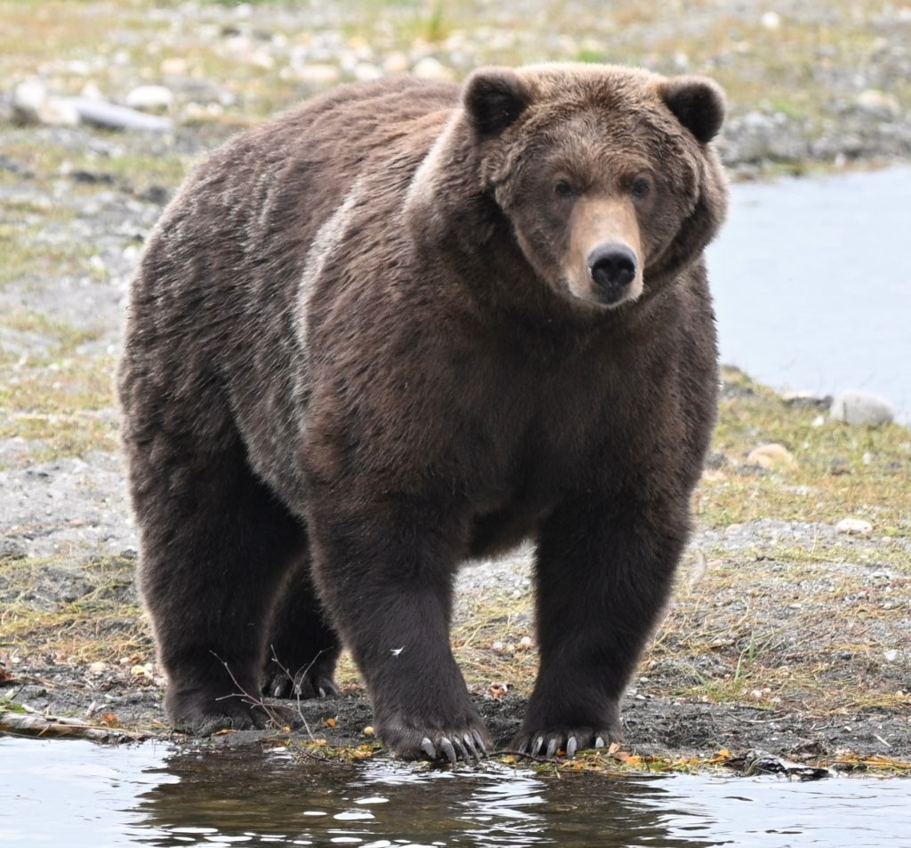 Bear 910 vs. Backpack: It's the final showdown for Alaska's Fat Bear Week