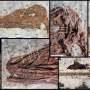 New feathered, winged dinosaur from China challenges our theories on bird and dinosaur evolution