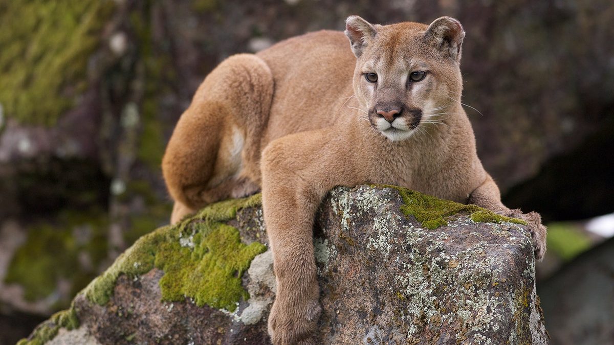 Wyoming man kicks mountain lion in the face to save his dog, then fights it off bare-handed