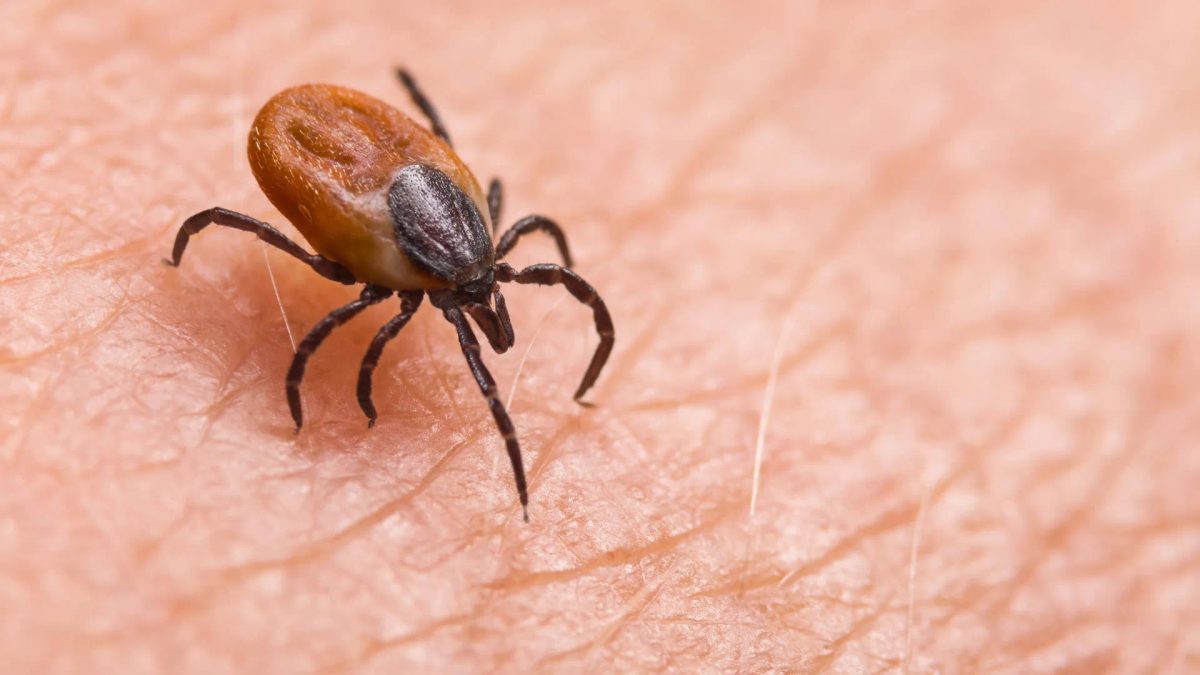 Scientists find new virus behind mysterious tick illness