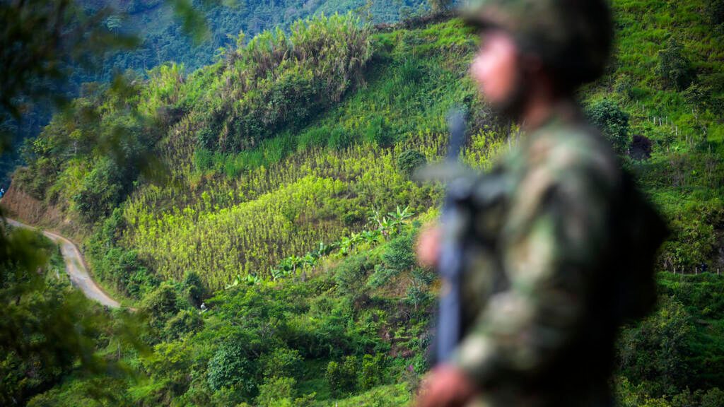 Colombie: la justice suspend l'utilisation d'un herbicide controversé contre les cultures de coca
