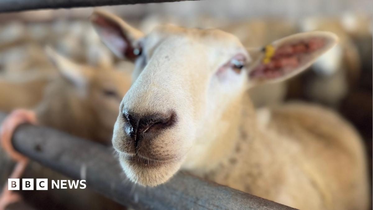 Vets can diagnose bluetongue to cut test delays